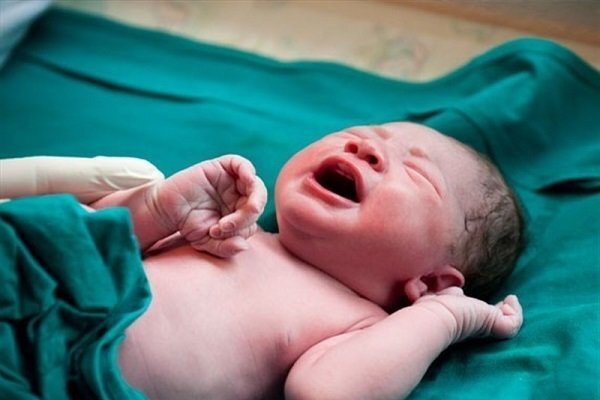 تولد نوزاد عجول در شهرستان عسلویه