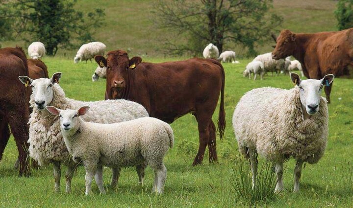 قیمت هر کیلوگرم گوسفند زنده 330 و گوساله 195 هزار تومان اعلام شد