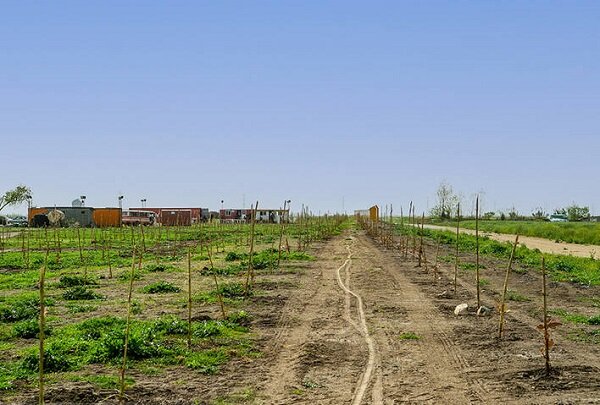 پترومیانکاله روی خط بودن یا نبودن/نظر محیط زیست درباره ابطال مجوز