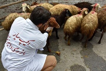 انجام ۶۳ مورد نمونه گیری برای پیشگیری از بیماری‌ دامی در ملکشاهی