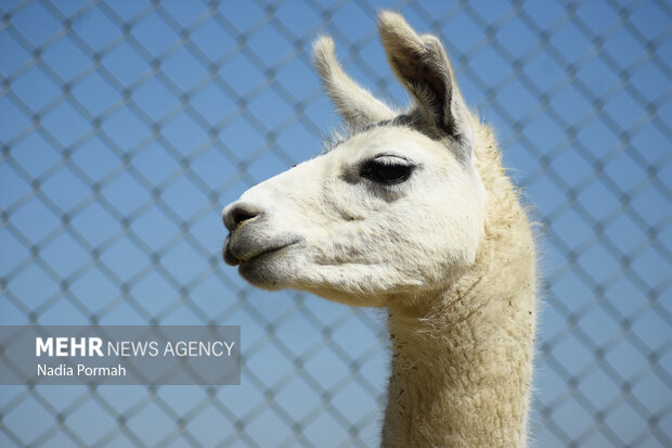 Mohitban safari park in Iran's Alborz province
