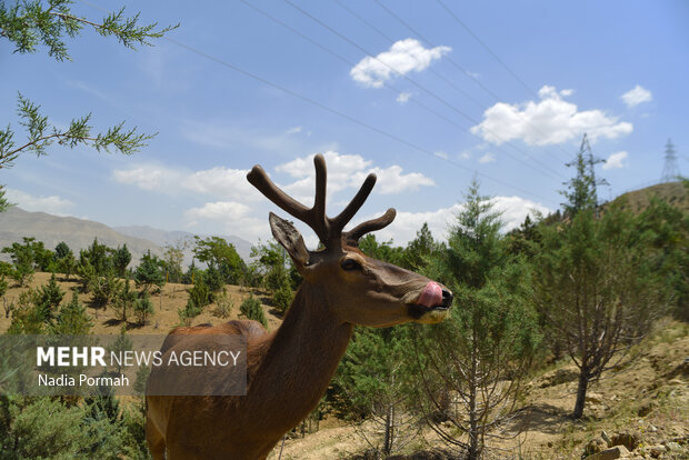 پارک محیط بان، اولین پارک سافاری ایران
