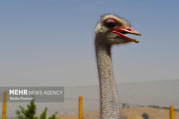 Mohitban safari park in Iran's Alborz province
