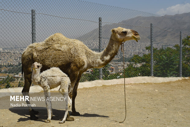 پارک محیط بان، اولین پارک سافاری ایران