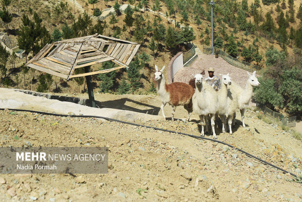 پارک محیط بان، اولین پارک سافاری ایران 31