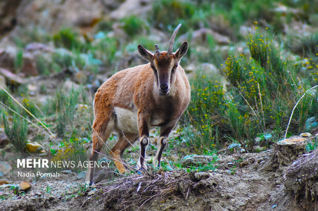 Mohitban safari park in Iran's Alborz province
