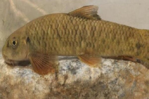 کشف یک گونه ماهی ۱۲ میلیون ساله توسط محقق گیلانی