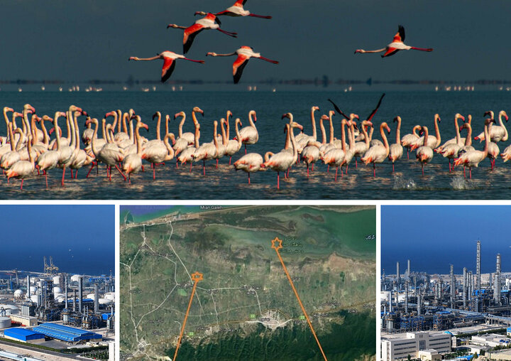 میانکاله سرگردان زیر چرخ های صنعت و دام