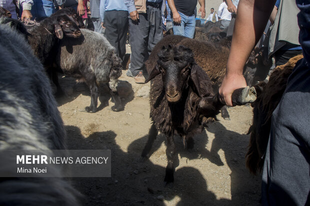 بازار دام خسروشاه تبریز در آستانه عید قربان