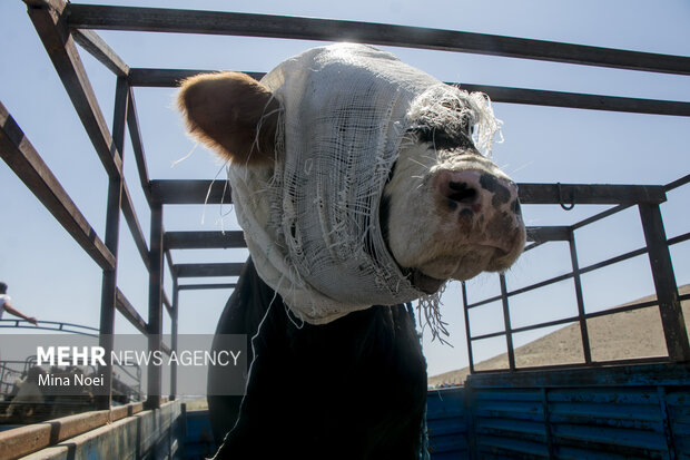 بازار دام خسروشاه تبریز در آستانه عید قربان