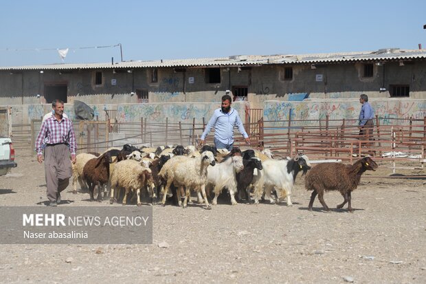 بازار خرید و فروش دام در آستانه عید قربان - سنندج