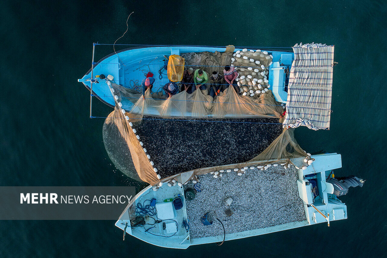 بزم شب چراغها و نابودی آبزیان خلیج فارس