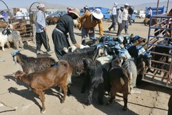 ۱۳۰ نیروی فنی بر ذبح دام ها در آذربایجان غربی نظارت می کنند