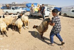 نظارت بر ذبح بیش از ۱۳۰۰ لاشه دام نذری در عید قربان/ ۱۱۷ کیلو گوشت آلوده ضبط شد