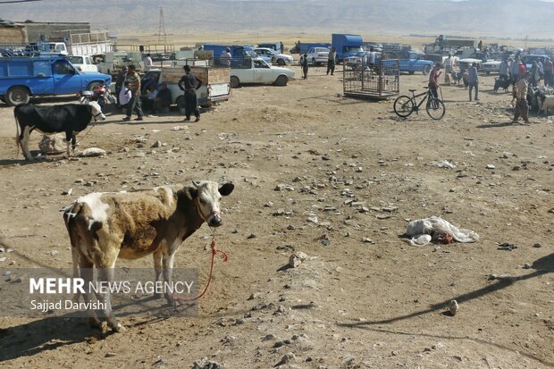 فروش دام در روز عید قربان