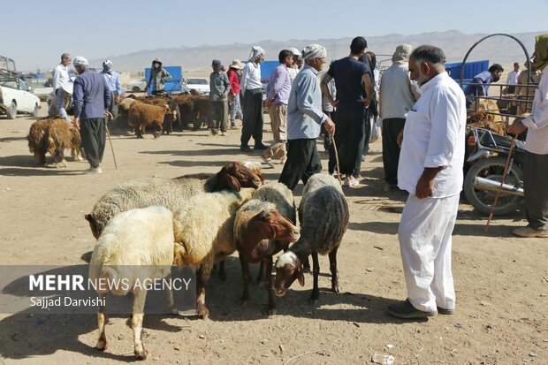 فروش دام در روز عید قربان