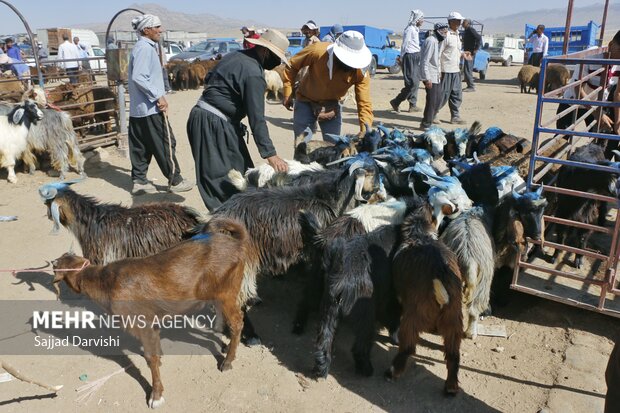 فروش دام در روز عید قربان