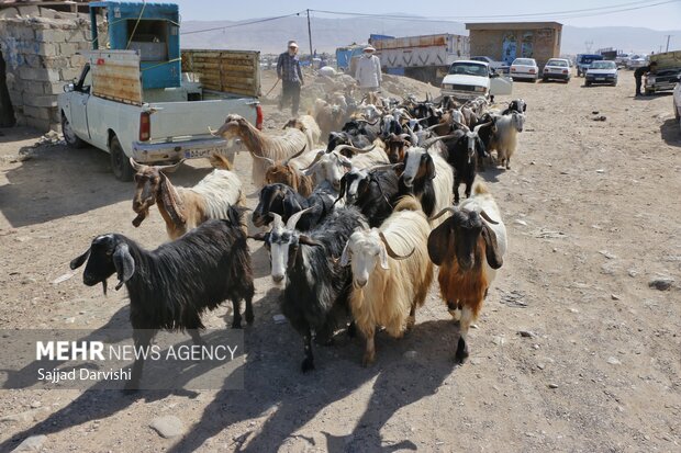 فروش دام در روز عید قربان