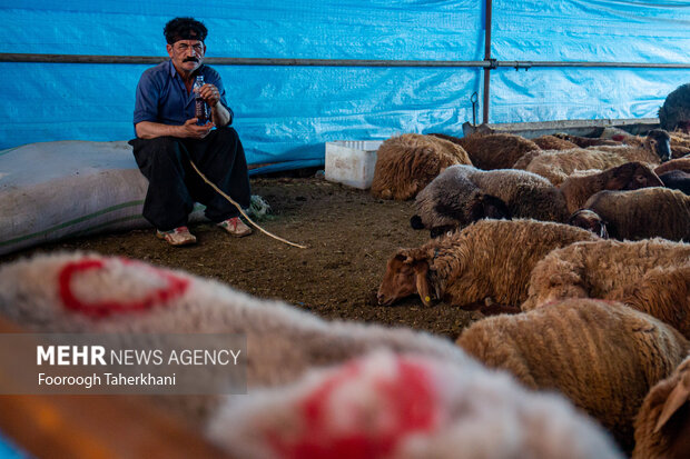 در آستانه عید سعید قربان، مردم شهر تهران آماده برگزاری این جشن بزرگ می‌شوند. قربانی کردن گوسفند و تقسیم گوشت بین همسایگان و مستمندان یکی از کارهای توصیه شده برای این عید است