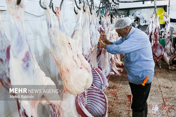 توزیع بیشترین میزان نذری عید قربان استان اصفهان در شهرستان نائین توزیع بیشترین میزان نذری عید قربان استان اصفهان در شهرستان نائین