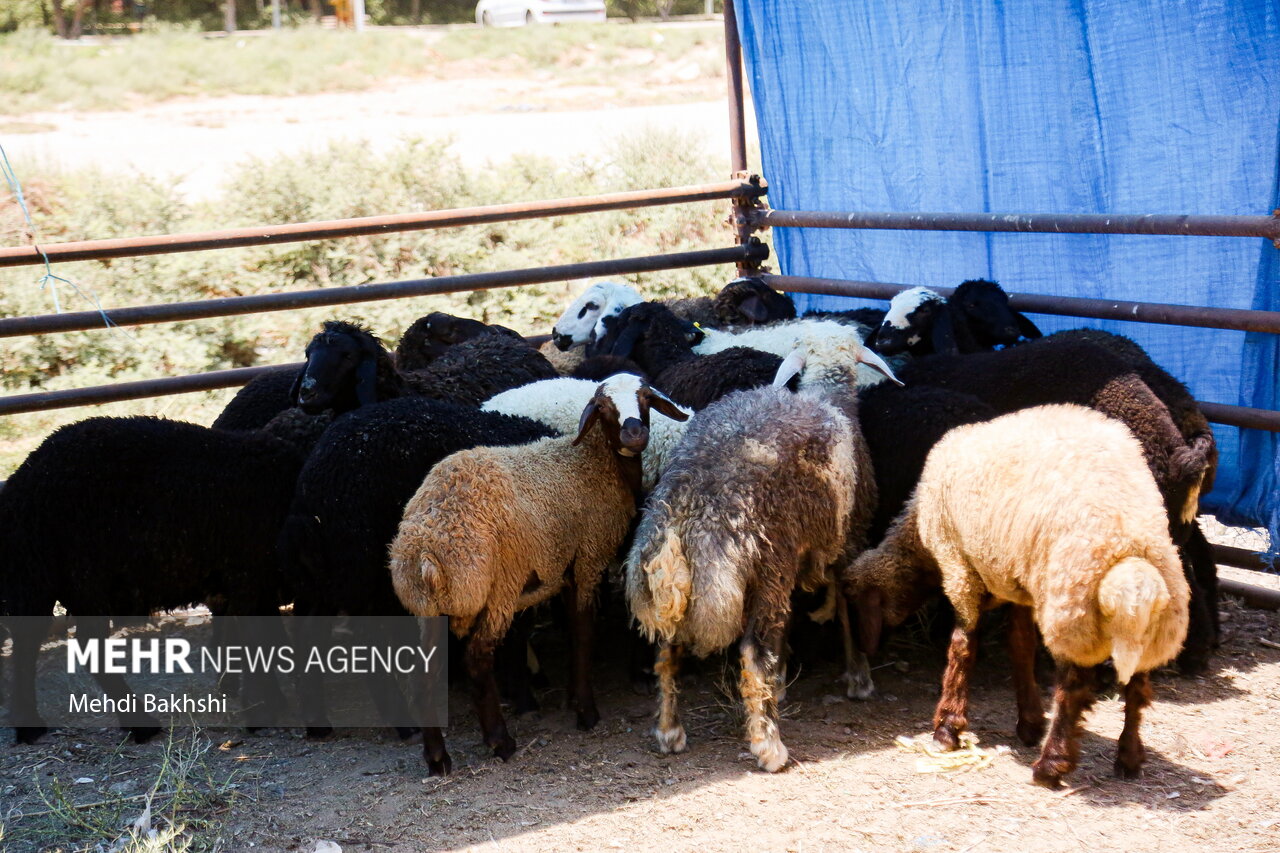 ۳۰۰۰ راس گوسفند در مازندران ذبح و قربانی شد