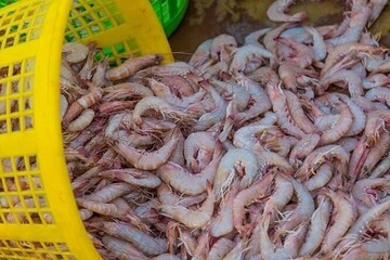 Iran exports shrimps to 21 countries: IFO official