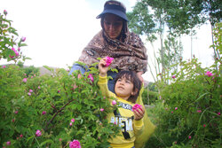 تقرير مصور... قطف الورد الجوري في مدينة اسكو بمحافظة أذربيجان الشرقية