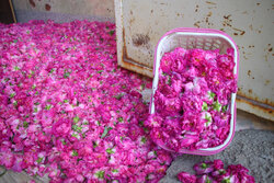 ۲۲۰ هزار قلمه گل محمدی در استان مرکزی تولید شد