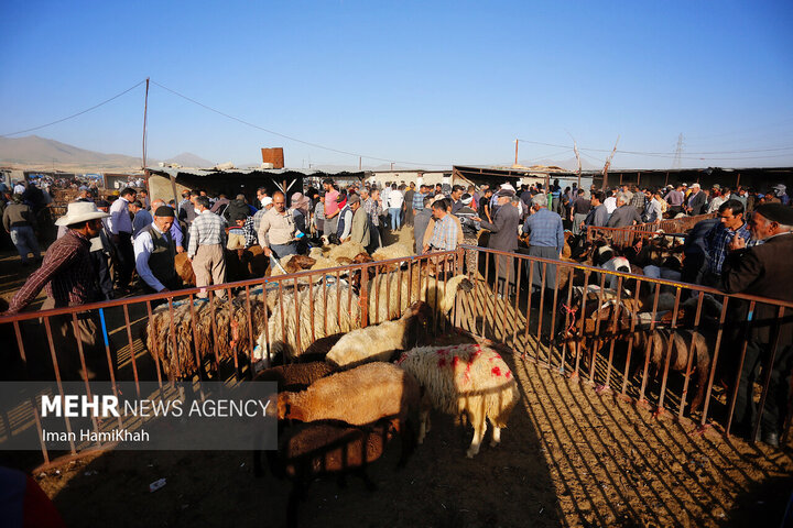 در آستانه عید قربان و مراسم قربانی کردن دام که از سنت‌های مسلمانان در این روز است، بازار فروش دام در همدان رونق گرفته است