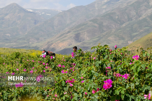 برداشت گل محمدی در روستای کوهستانی بیمضرته شهرستان اشنویه