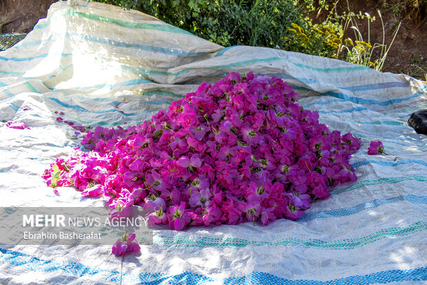 برداشت گل محمدی در روستای کوهستانی بیمضرته شهرستان اشنویه