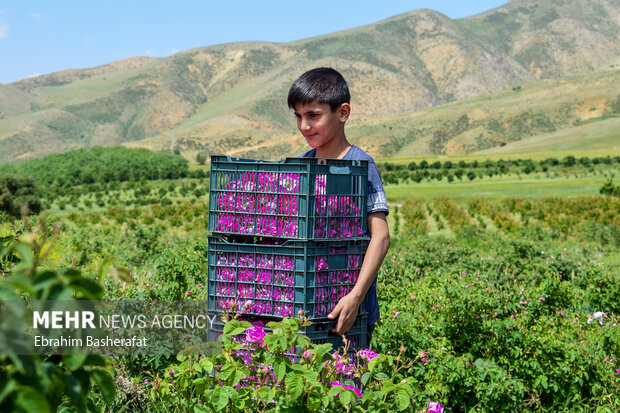 برداشت گل محمدی در روستای کوهستانی بیمضرته شهرستان اشنویه