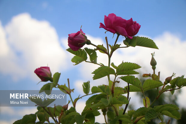 Harvesting damask roses in Iran's Osku