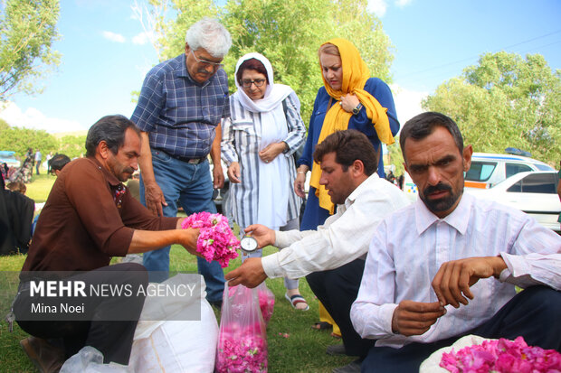 برداشت گل محمدی در روستای عنصرود اسکو 15