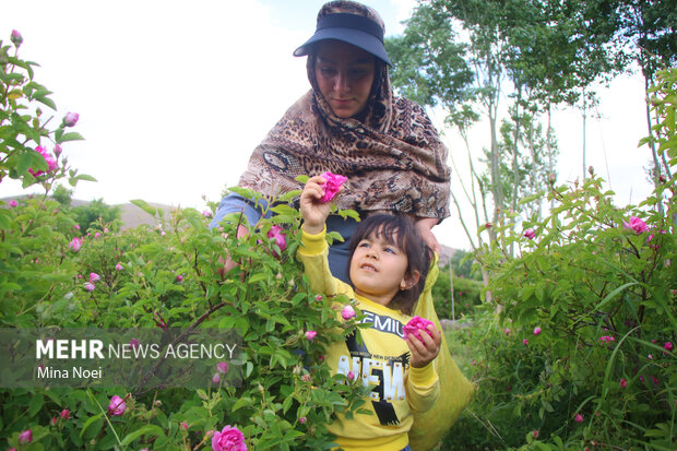 قطف الورد الجوري في مدينة اسكو بمحافظة أذربيجان الشرقية