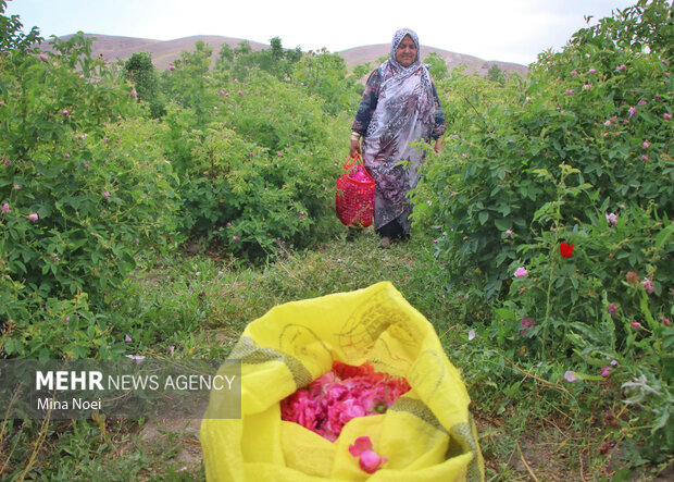قطف الورد الجوري في مدينة اسكو بمحافظة أذربيجان الشرقية