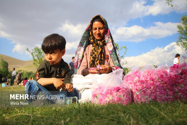 Harvesting damask roses in Iran's Osku