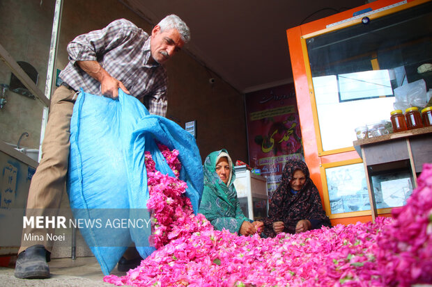 Harvesting damask roses in Iran's Osku