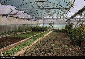 بوشهر پیشرو در تشکیل شهر مولد کشاورزی/ احیای قنات با کمک مردم