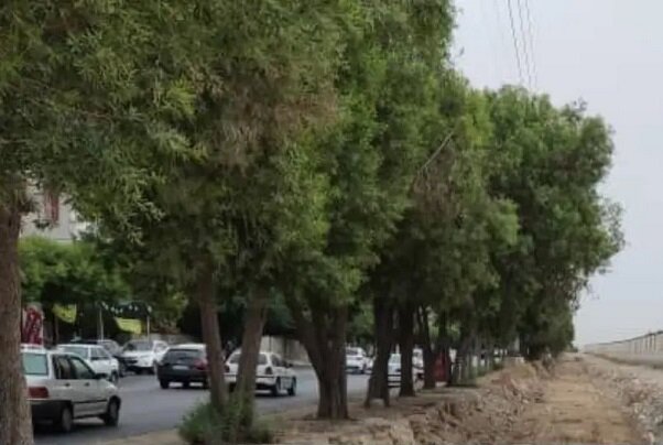 کاشت درختان سازگار با اقلیم بوشهر برای توسعه فضای سبز شهری
