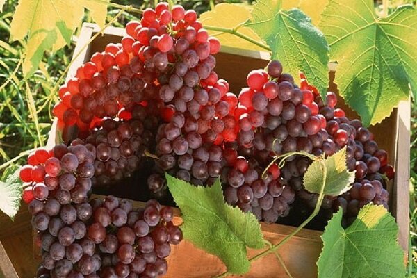 پیش بینی برداشت ۲۹۰۰ تن انگور در شهرستان خوسف