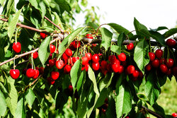 Cherry harvest in Iran's Oshnavieh