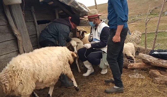 واکسینه شدن ۶۲ هزار دام در مناطق صعب العبور رضوانشهر