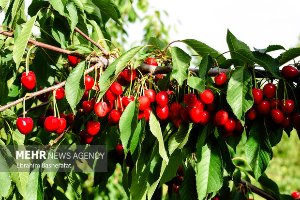 Cherry harvest season in Iran's Oshnavieh 