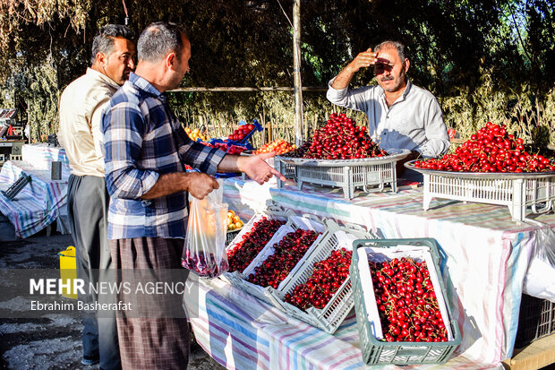 فصل گیلاس اشنویه 11