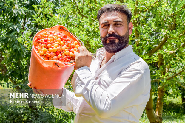 فصل گیلاس اشنویه 8