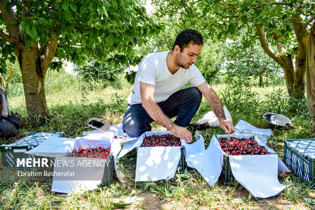 فصل گیلاس اشنویه