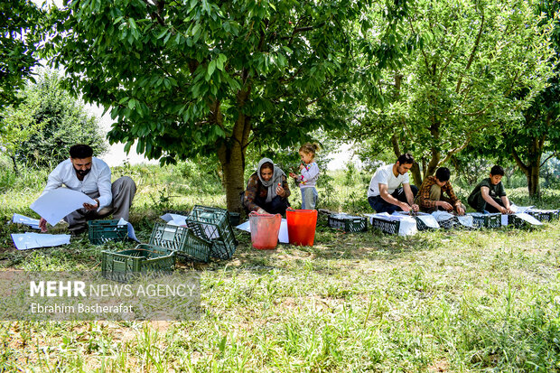 فصل گیلاس اشنویه 7