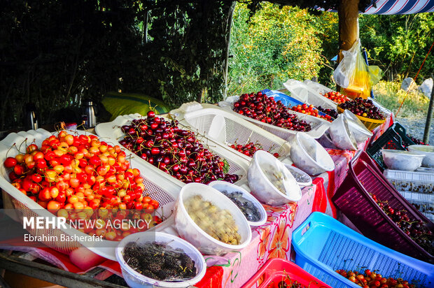 فصل گیلاس اشنویه 10