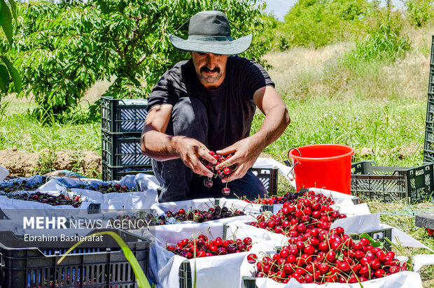 Cherry harvest season in Iran's Oshnavieh 